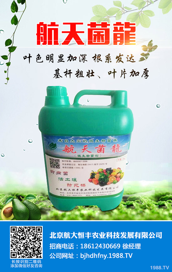 佛手瓜的種植方法有哪些？佛手瓜如何種植易高產(chǎn)？