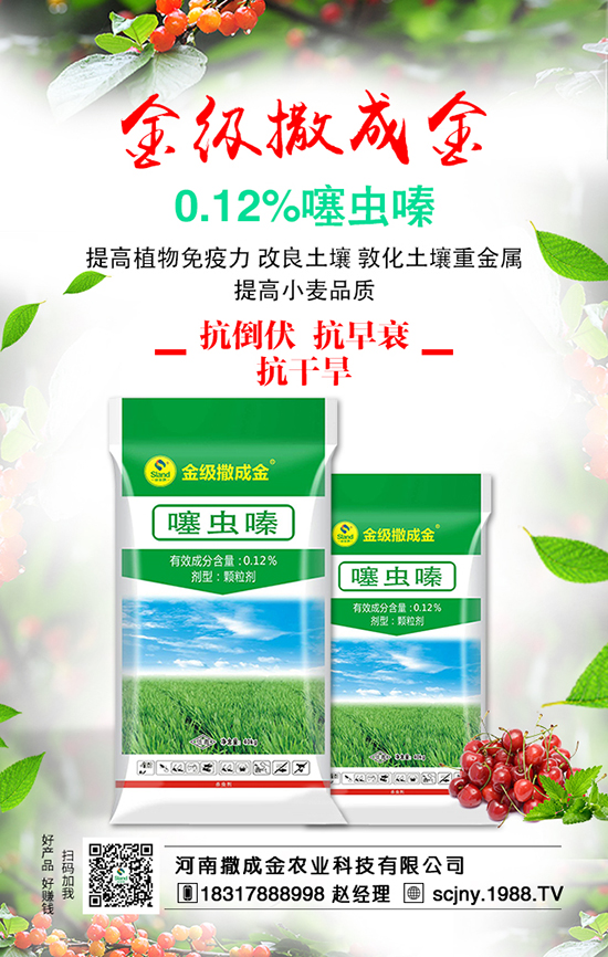 菠菜營養(yǎng)豐富，想豐收，菠菜施肥很重要