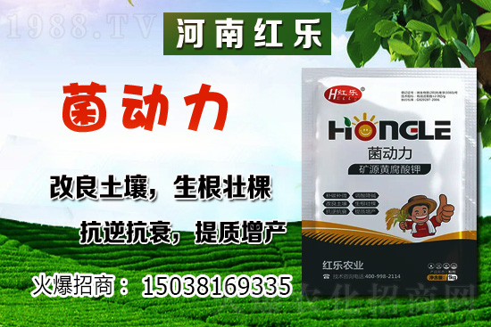 12月份能種什么蔬菜？冬季蔬菜種植有哪些技巧？