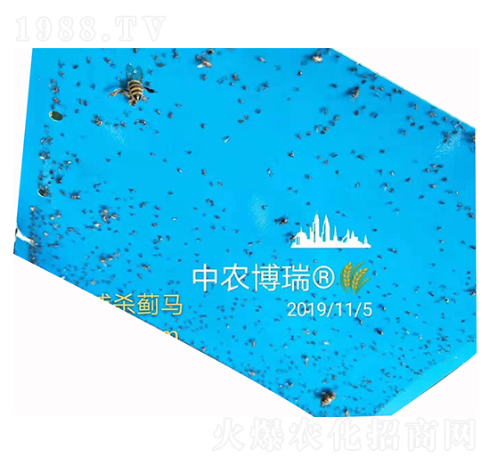 專門(mén)捕殺薊馬 中農(nóng)博瑞