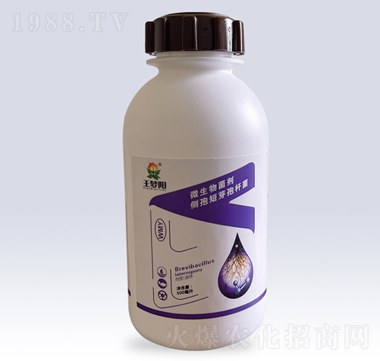 微生物菌劑側(cè)孢短芽孢桿菌-王夢陽-文隆夢陽