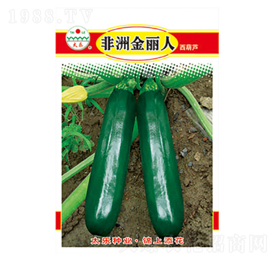 西葫蘆種子-非洲金麗人-太樂(lè)種業(yè)