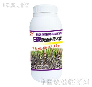 潤田-甘蔗伸直拉長膨大素