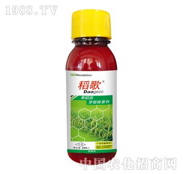 稻歌-泰陽