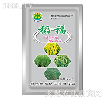 稻福-地邦泉