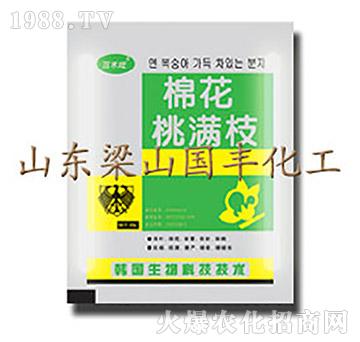 棉花桃滿枝（25g）-梁山國(guó)豐