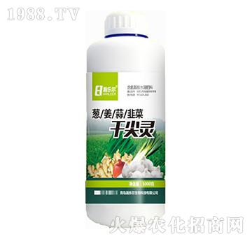 干尖靈-瀚樂爾