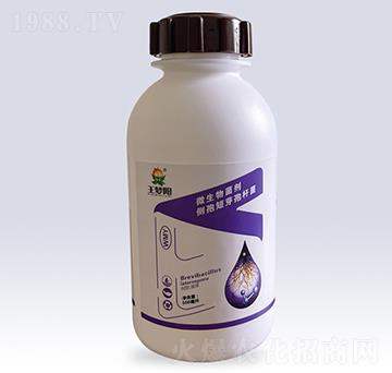微生物菌劑側孢短芽孢桿菌-王夢陽-文隆夢陽