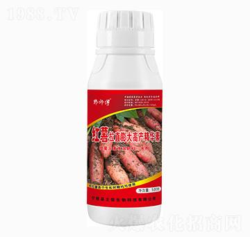 紅薯膨大高產(chǎn)精華素-郭師傅-立信生物