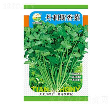 香菜種子-丹利斯香菜-太樂種業(yè)