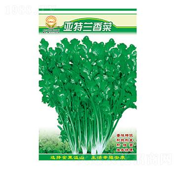 香菜種子-特蘭香菜-太樂種業(yè)