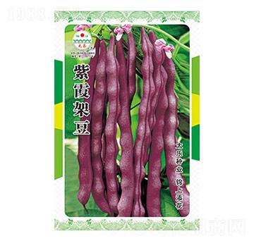 豇豆種子-紫霞架豆-太樂(lè)種業(yè)