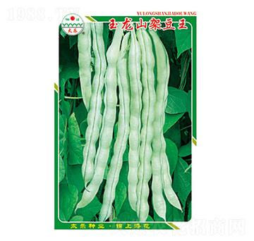 豇豆種子-玉龍山架豆王-太樂(lè)種業(yè)