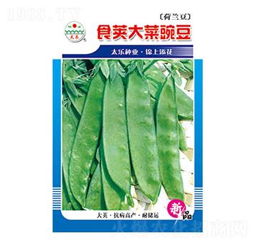 豌豆種子-食莢大菜豌豆-太樂種業(yè)