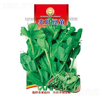 大葉豆苗-太樂種業(yè)